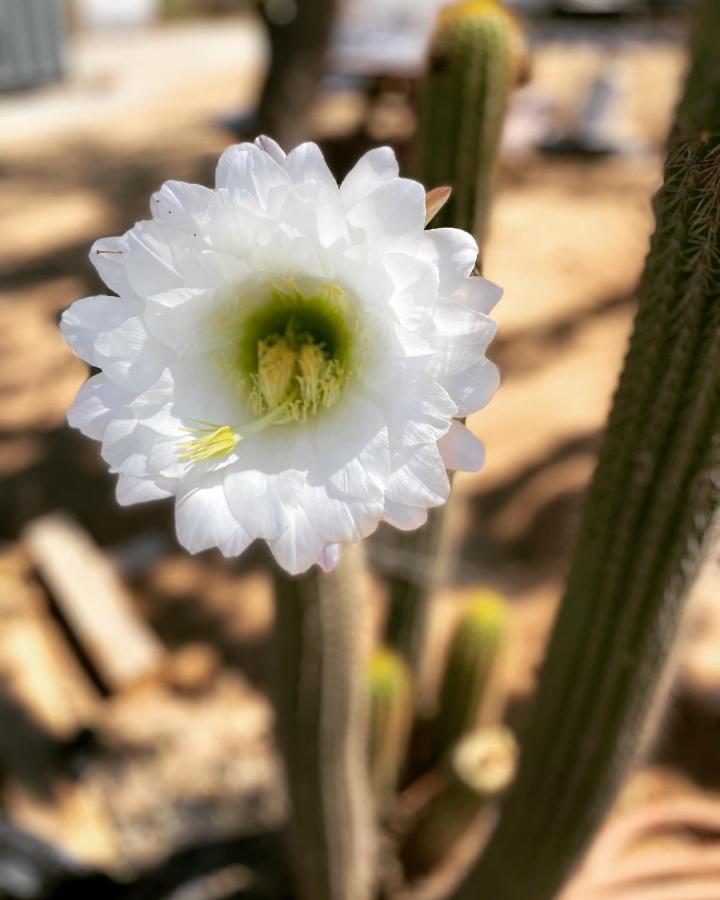 Ecovino Valle De Guadalupe Bagian luar foto